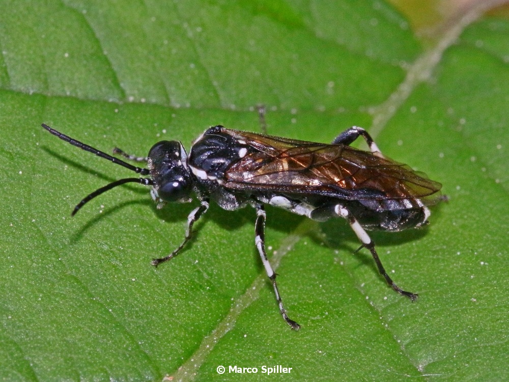 Da determinare: Macrophya sp. (Tenthredinidae)